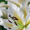 White lily flower with yellow accents.
