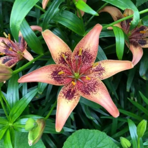 Speckled orange lily bloom among green foliage