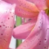 Close-up of pink spotted lily petals.