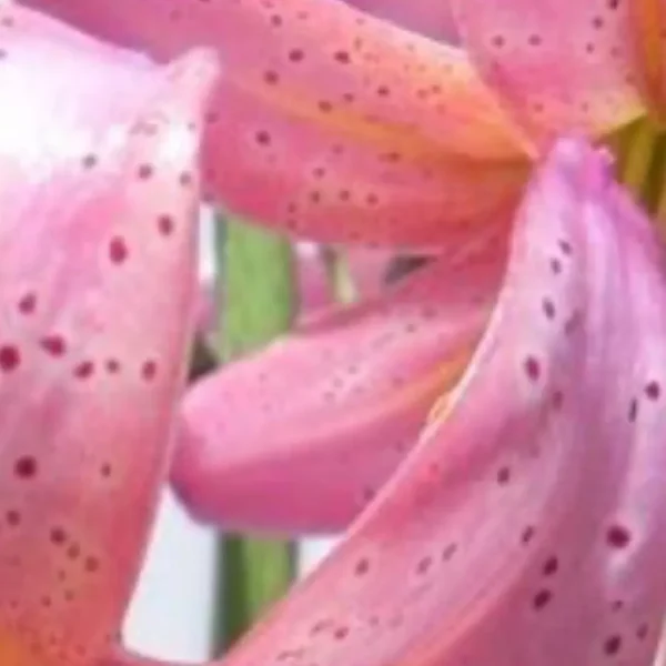 Close-up of pink spotted lily petals.