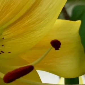 Yellow flower with visible stamens and pistil.