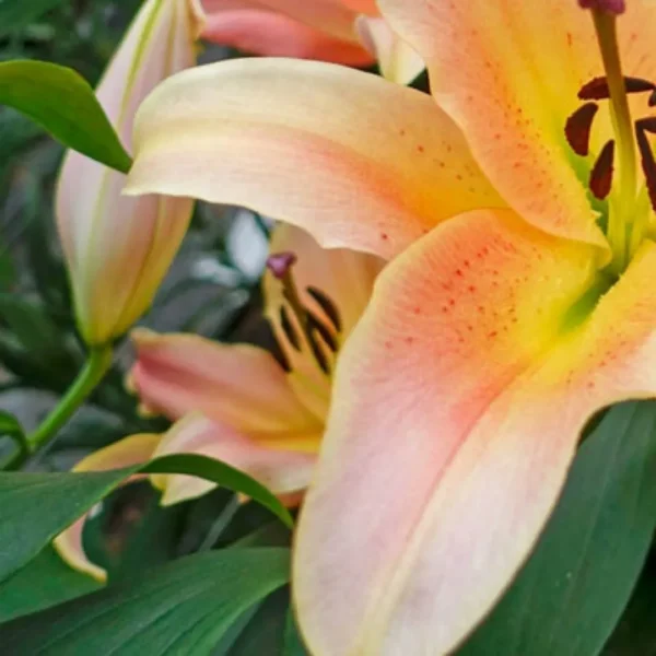 Close-up of peach lily with green leaves