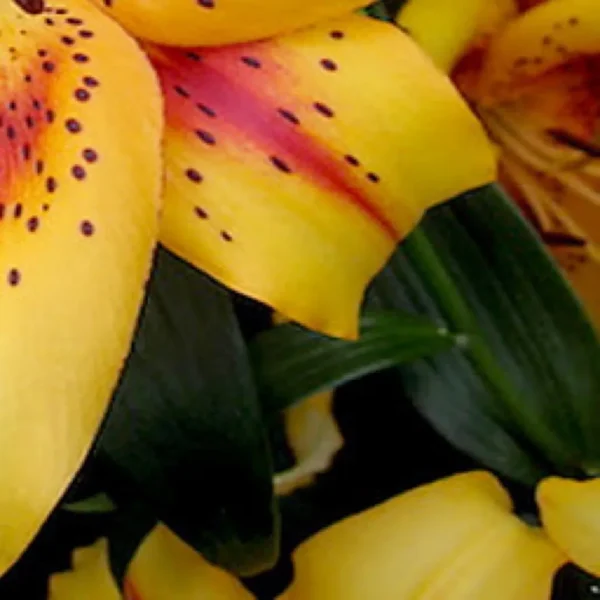 Close-up of yellow speckled lily petals