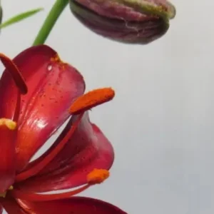 Close-up red lily flower with orange anthers