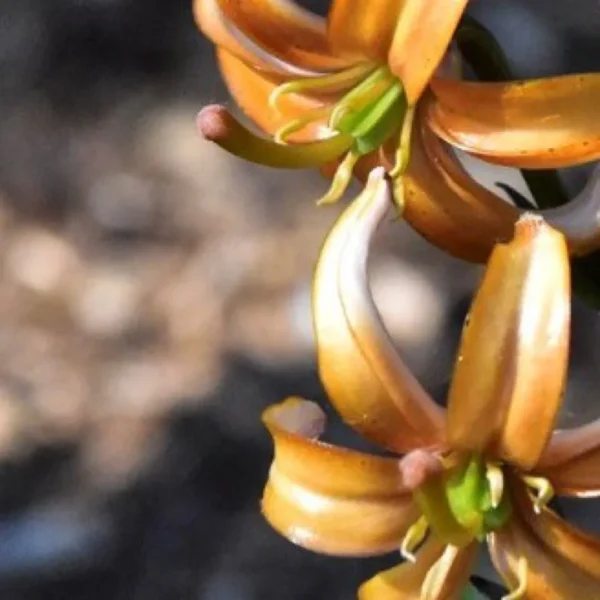 Close-up of an orange flower cluster.