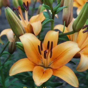 Orange lilies in bloom, labeled "Peachy Keen".