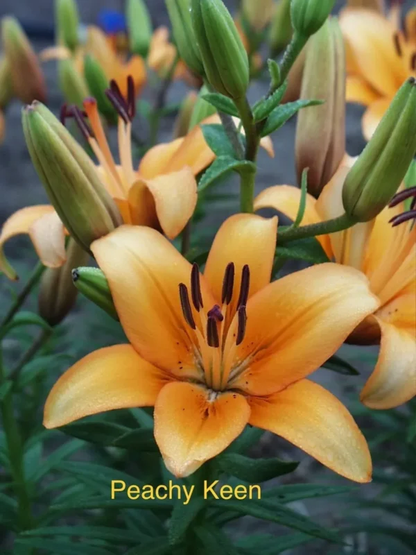 Orange lilies in bloom, labeled "Peachy Keen".