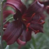 Dark maroon lily flower with red stamens.