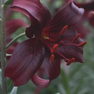 Dark maroon lily flower with red stamens.