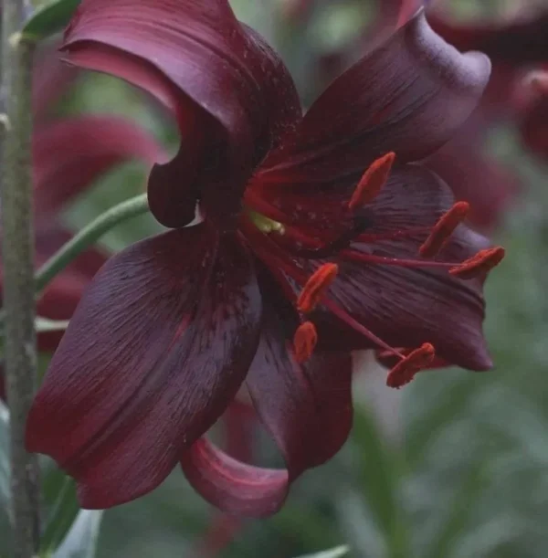 Dark maroon lily flower with red stamens.