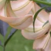 Close-up of peach-colored lily flowers.