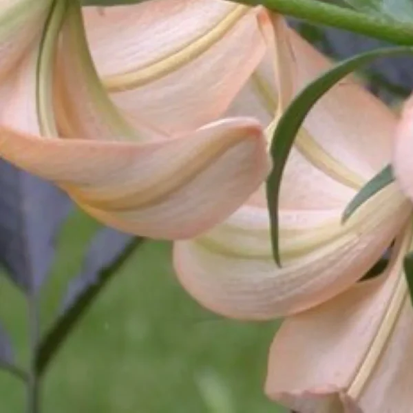 Close-up of peach-colored lily flowers.