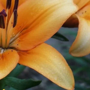 Orange lily flower with water droplets.