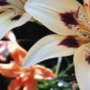 White lily with dark maroon spots.