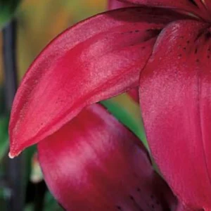 Macro close-up of red lily petals