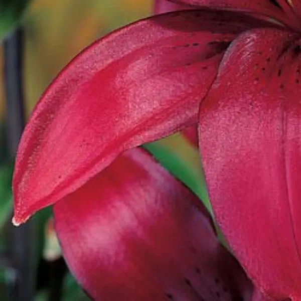 Macro close-up of red lily petals
