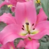 Pink lilies with green and yellow centers.