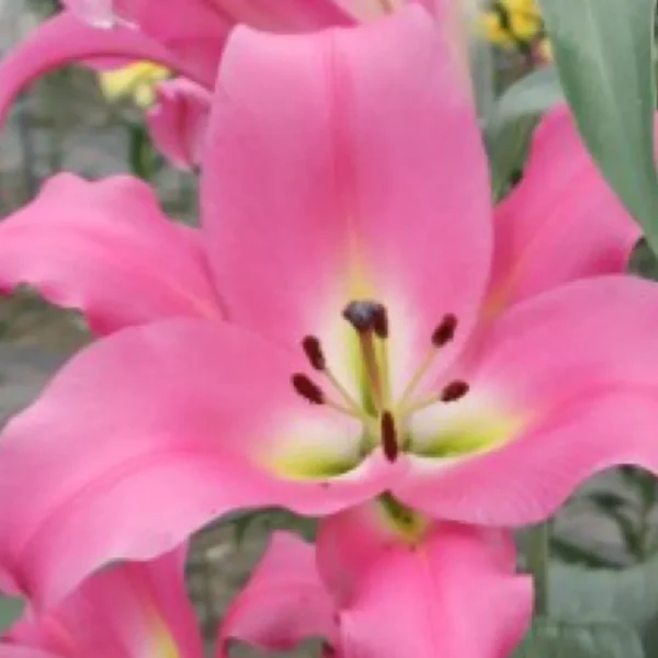 Pink lilies with green and yellow centers.