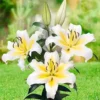 White lilies with yellow centers in grass