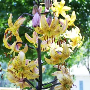 Yellow lilies blooming on a tall stem.