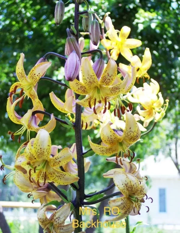 Yellow lilies blooming on a tall stem.