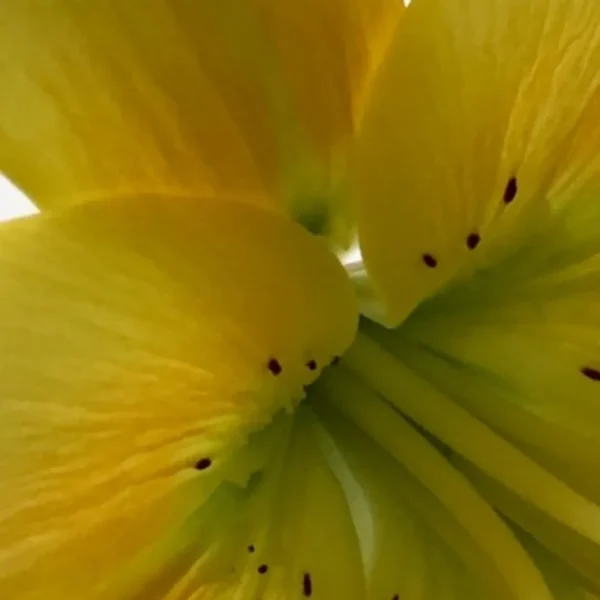 Close-up of a yellow flower's petals.