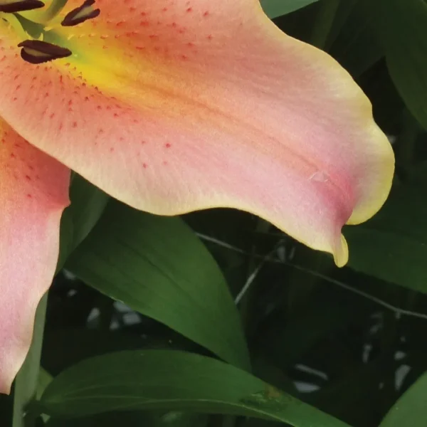 Pink and yellow lily petal with stamens