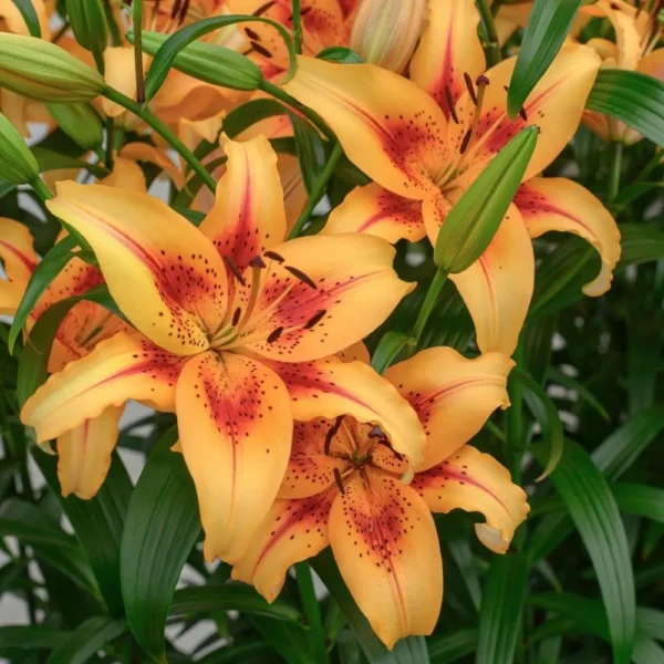 A close up of some yellow flowers with red centers