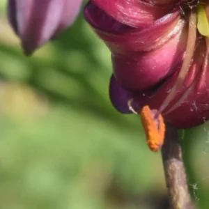 Close-up of a purple flower blossom.
