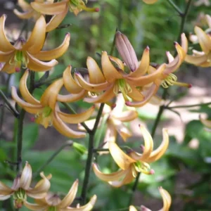 Recurved yellow-orange lilies in garden