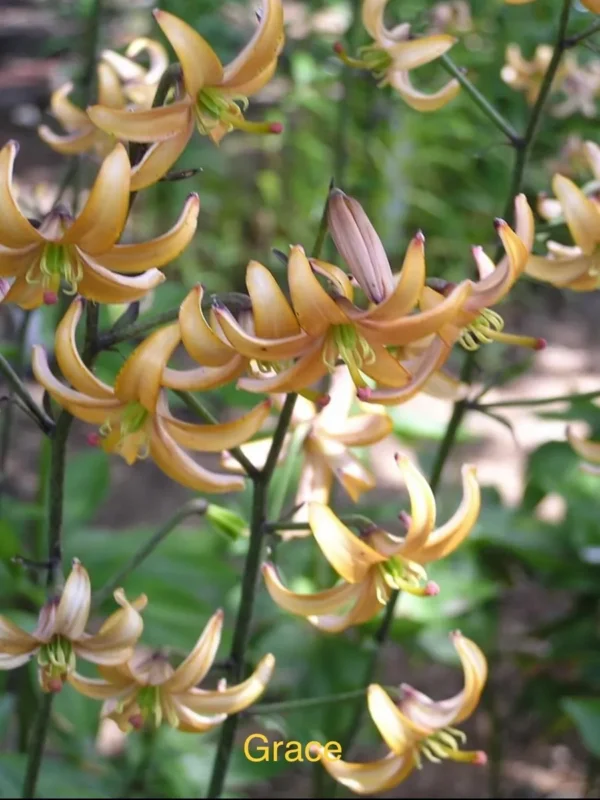 Recurved yellow-orange lilies in garden