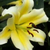 Close-up of yellow lily with brown stamens