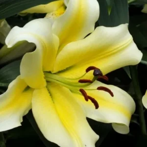 Close-up of yellow lily with brown stamens