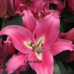 Pink lilies with green leaves, labeled Labrador.