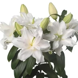 White double lilies with green buds