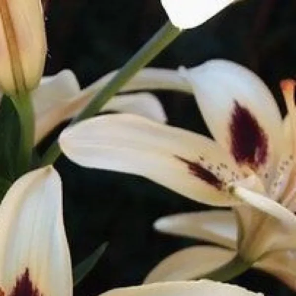 White lilies with dark maroon spots.