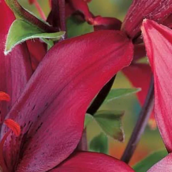 Close-up of vibrant red lily petals.