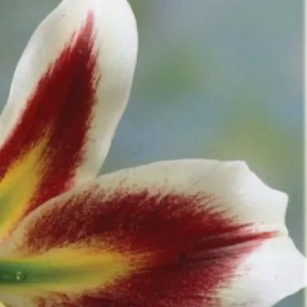 Red and white lily flower in bloom.