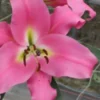 Close-up of pink lily with yellow throat