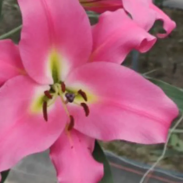 Close-up of pink lily with yellow throat