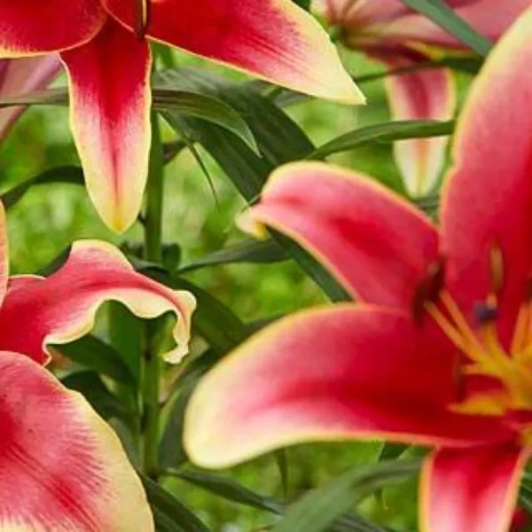 Red and pink lilies in full bloom.
