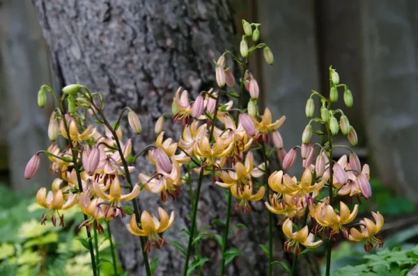 Lilies blooming in a garden setting.