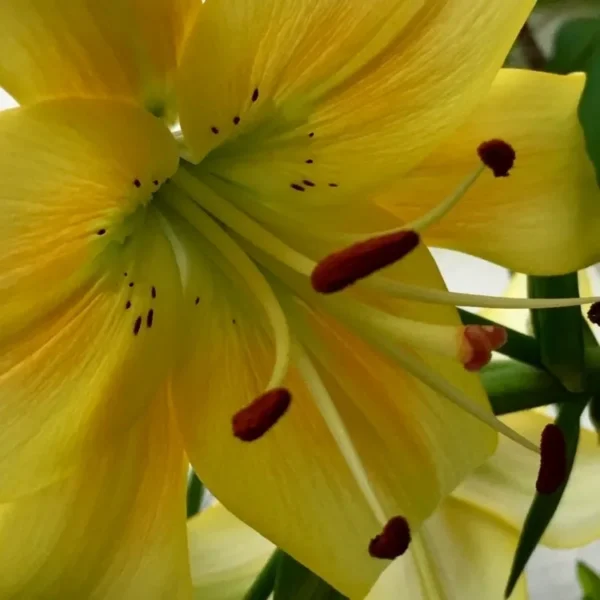 Yellow lily with prominent stamens.
