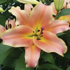 Close-up of peach lily bloom