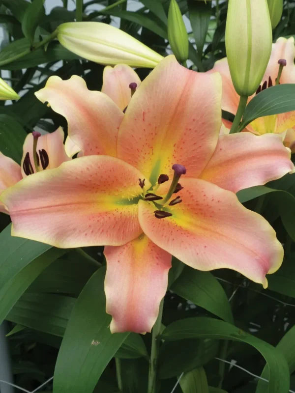 Close-up of peach lily bloom