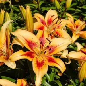 Orange Asiatic lilies with red centers