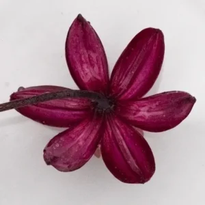 close-up deep magenta six-petal blossom