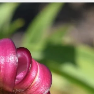 Close-up of curled pink flower petal.