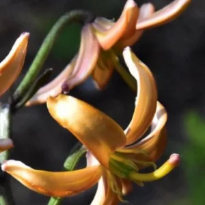 Orange flowers blooming on green stems.