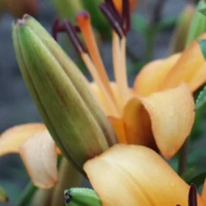 Orange lily flowers with green buds.